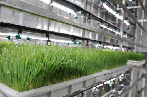 diy fodder system